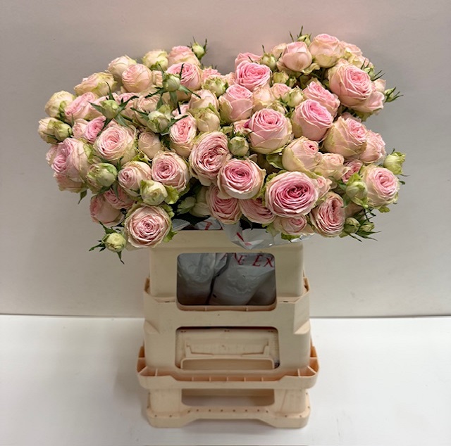 Rosa tros sweet giselle SB.jpg